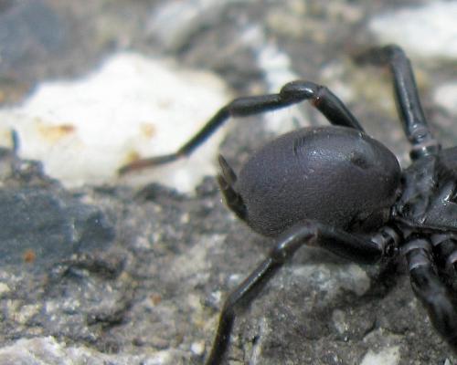 Atypus sp.